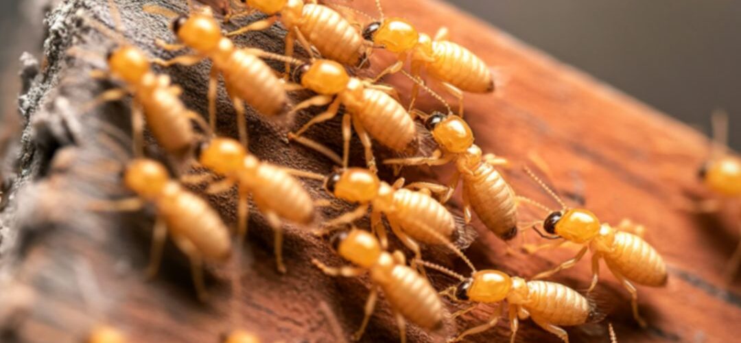 Why Do 1 in 5 Homes in the United States Suffer Termite Damage