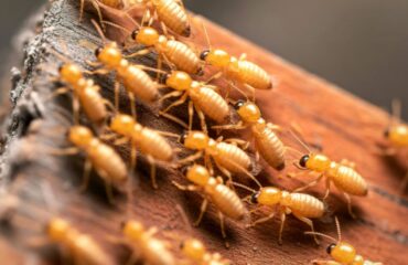 Why Do 1 in 5 Homes in the United States Suffer Termite Damage